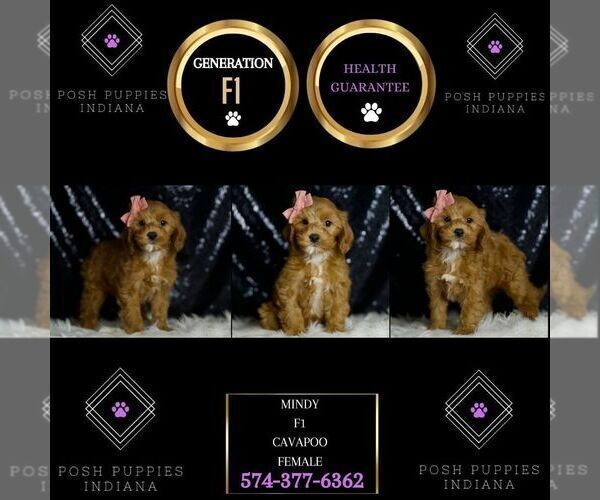Medium Photo #74 Cavapoo Puppy For Sale in WARSAW, IN, USA