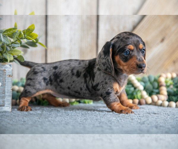 Medium Photo #11 Dachshund Puppy For Sale in GREENWICH, OH, USA