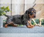 Puppy Jazzy Dachshund
