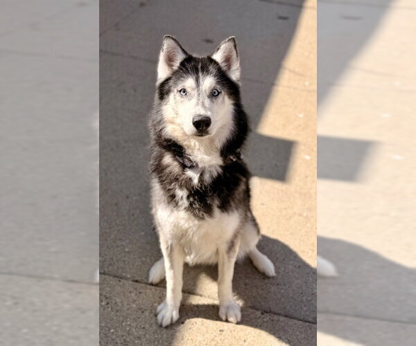 Medium Photo #1 Siberian Husky Puppy For Sale in Boston, MA, USA