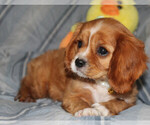 Small #2 Cavalier King Charles Spaniel