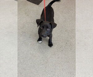 American Pit Bull Terrier-Unknown Mix Dogs for adoption in San Bernardino, CA, USA