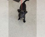 Small American Pit Bull Terrier Mix