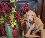 Puppy Brown bow boy Goldendoodle mix (+ Poodle Standard)