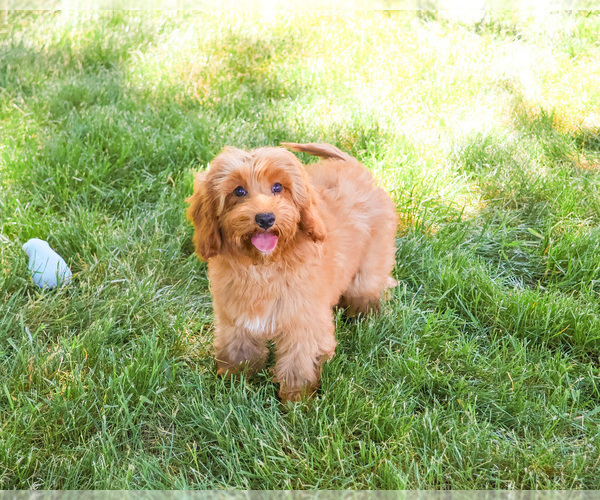 Medium Photo #5 Cavapoo (Miniature) Puppy For Sale in SYRACUSE, IN, USA