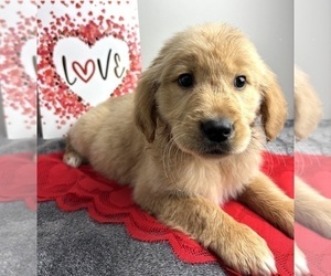 Golden Retriever Puppy for Sale in INDIANAPOLIS, Indiana USA