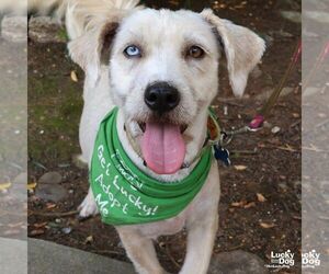 Unknown-Wheaten Terrier Mix Dogs for adoption in Washington, DC, USA