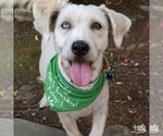 Small Wheaten Terrier Mix