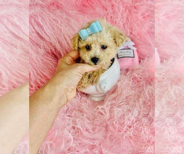Medium Photo #5 Poodle (Toy) Puppy For Sale in BOSTON, MA, USA