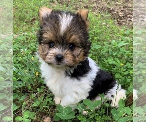 Biewer Terrier Puppy for sale in WINSLOW, AR, USA
