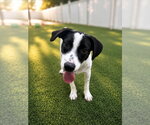 Small #1 Labrador Retriever Mix