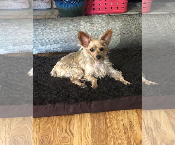 Medium Photo #1 Mutt Puppy For Sale in Pittsburg, CA, USA