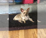 Small Mutt