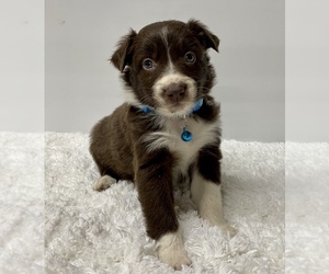 Australian Shepherd Puppy for sale in NEOSHO, MO, USA