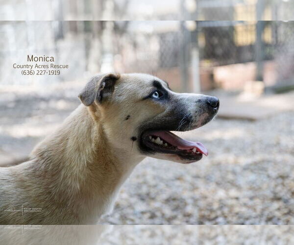 Medium Photo #1 Huskies -Retriever  Mix Puppy For Sale in Manchester, MO, USA