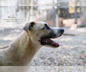 Medium Huskies -Retriever  Mix