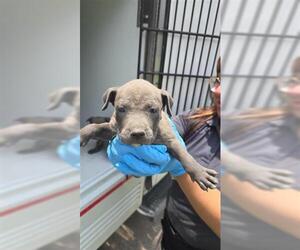 American Pit Bull Terrier Dogs for adoption in Houston, TX, USA