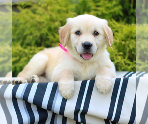 Golden Retriever Puppy for sale in LITITZ, PA, USA