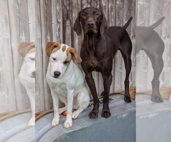 Medium Photo #3 Labrador Retriever-Unknown Mix Puppy For Sale in Rockaway, NJ, USA