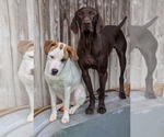 Small #2 Labrador Retriever Mix