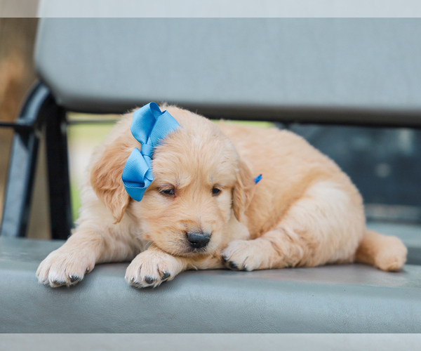 Medium Photo #2 Golden Retriever Puppy For Sale in LIBERTY, KY, USA
