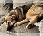 Small #2 German Shepherd Dog-Huskies  Mix