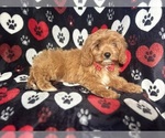 Small #8 Cavapoo