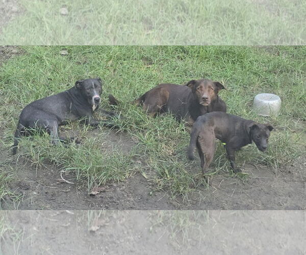 Medium Photo #3 American Pit Bull Terrier-Unknown Mix Puppy For Sale in Oakhurst, NJ, USA