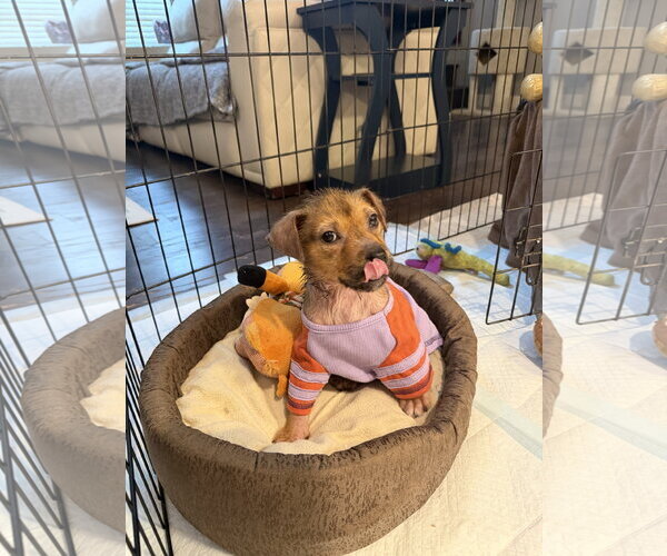 Medium Photo #3 German Shepherd Dog-Unknown Mix Puppy For Sale in The Woodlands, TX, USA