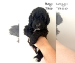 Puppy Puppy 1 Taco Bernedoodle