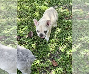 Medium French Bulldog