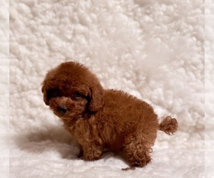 Poodle (Toy) Puppy for sale in REDLANDS, CA, USA