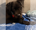 Small Photo #2 Mutt Puppy For Sale in San Diego, CA, USA
