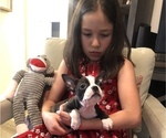 Small Photo #8 Boston Terrier Puppy For Sale in SYLMAR, CA, USA