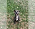 Small #1 Mutt