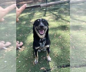 Mutt Dogs for adoption in Fremont, CA, USA