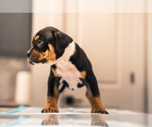 Medium Photo #7 American Bully Puppy For Sale in SMYRNA, GA, USA
