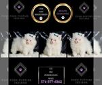 Small Photo #15 Pomeranian Puppy For Sale in WARSAW, IN, USA