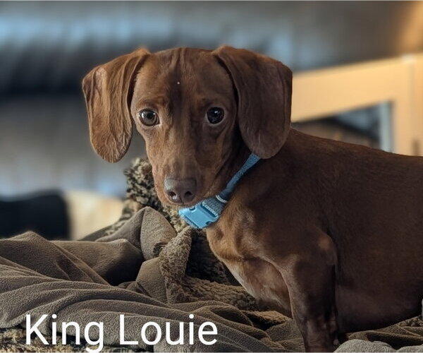 Medium Photo #1 Dachshund Puppy For Sale in Sioux Falls, SD, USA