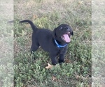 Small Photo #2 Labrador Retriever Puppy For Sale in STEELEVILLE, IL, USA