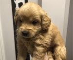 Small Photo #2 Goldendoodle (Miniature) Puppy For Sale in OREGON, IL, USA