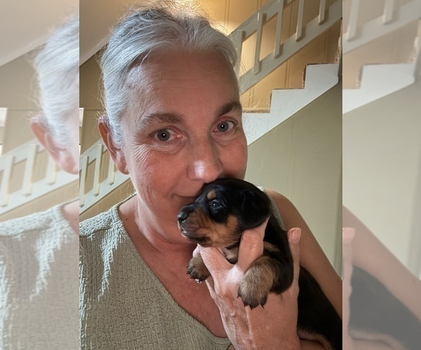 Medium Photo #21 Dachshund Puppy For Sale in DOTHAN, AL, USA