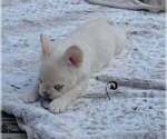 Polar Bear tuck - Male French Bulldog Puppy for Sale - Photo #7