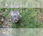 Small Photo #2 French Bulldog Puppy For Sale in MARYVILLE, TN, USA