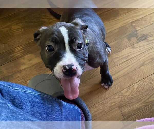 Medium Photo #2 American Staffordshire Terrier-Boxer Mix Puppy For Sale in Springdale, PA, USA