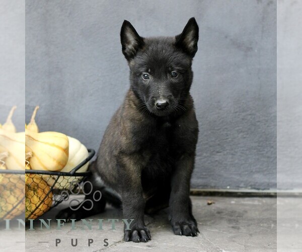 Medium Photo #1 Belgian Malinois Puppy For Sale in RONKS, PA, USA