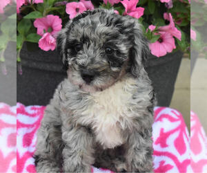 Poodle (Miniature) Puppy for sale in MILLERSBURG, OH, USA