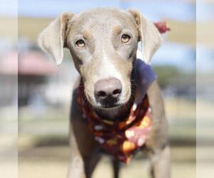 Doberman Pinscher-Unknown Mix Dogs for adoption in San Antonio, TX, USA