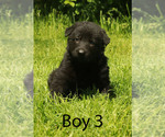 Image preview for Ad Listing. Nickname: Baby Thor
