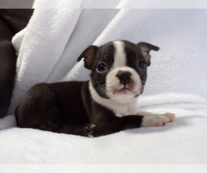 Boston Terrier Puppy for Sale in MONROE, New Hampshire USA